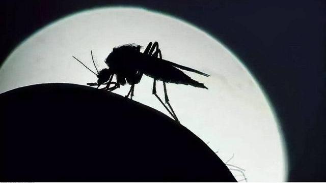 一天捕食2千只蚊子，我国为灭蚊引入，如今却被列入黑名单，为啥