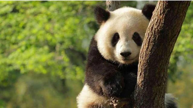 野生大熊猫有可能自行迁徙到邻国，从而成为不是中国独有物种吗