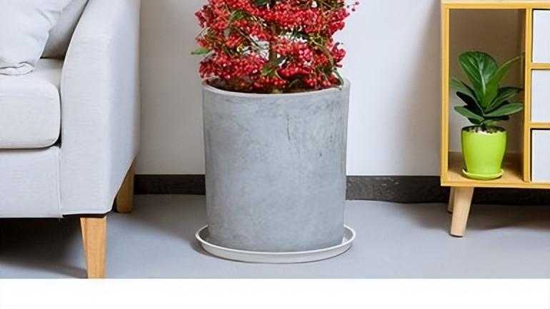 办公室|适合家里或者办公室养的盆栽有哪些？