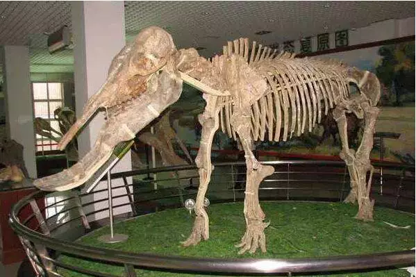 这5种曾经存在过的远古生物，公认长相最奇葩，对上你的胃口了吗