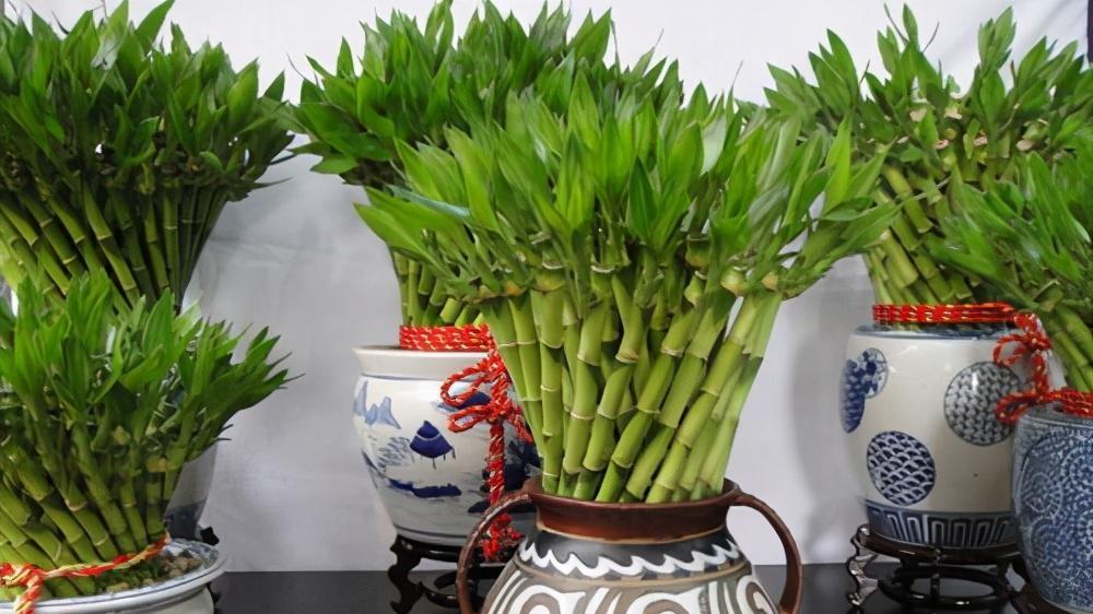 这5种花，漂亮又好养，放卧室客厅都合适，还能净化空气，很实用