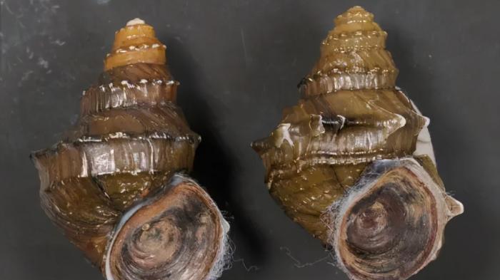 国家二级保护动物|螺蛳已被列为了国家二级保护动物，我们还能用螺蛳钓鱼么