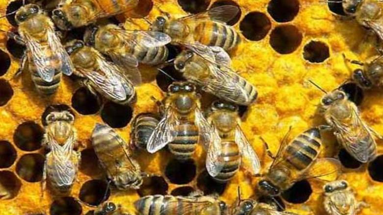 触发巨型蜜蜂做翻转的原因