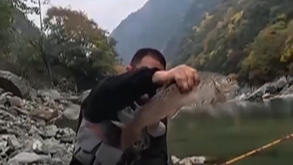 许多|钓鱼群现秦岭细鳞鲑视频，西安钓友怒了：钓二级保护动物还显摆？