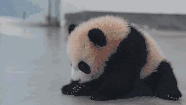 狮子和老虎，为何不吃大熊猫呢？是因为打不过吗？