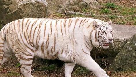 白老虎是怎么形成的？为何如此罕见？
