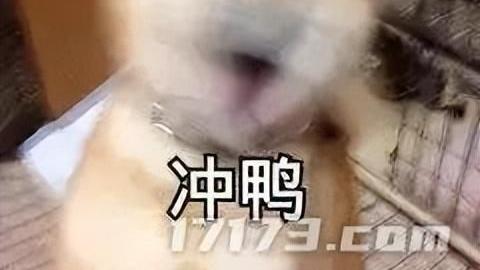 诛仙世界|《诛仙世界》首测初探之职业篇：原创职业首曝引玩家争议