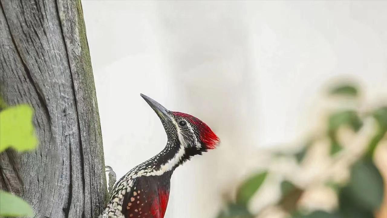 每秒啄木14次，晃头速度超过音速，啄木鸟为啥不会脑震荡？