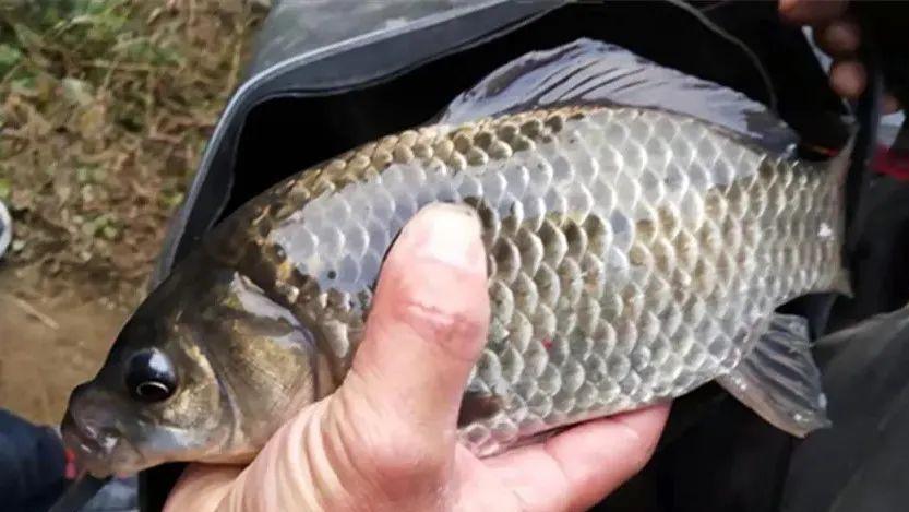 饵料|钓鱼开饵“色，香，味，形”，四字很重要