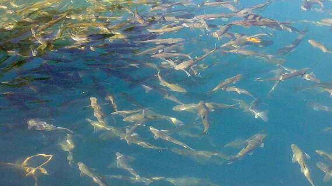 安徽|西藏羊卓雍措有2亿公斤的鱼，宛如“天然鱼库”，为何无人捕捞？