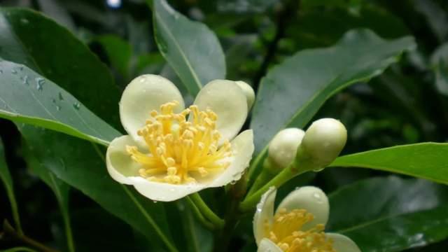 苏州|这个夏天有你我共同期待的小秘密，苏州吴中光福定能“荷”你心意