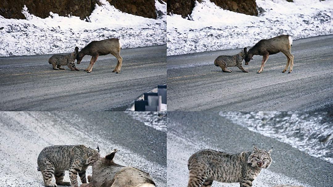 狼见了都要叫大哥的“猞猁”，在森林中到底有多恐怖？