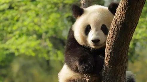 为何肉食动物不敢攻击熊猫？看熊猫在上古时期叫什么，你就懂了