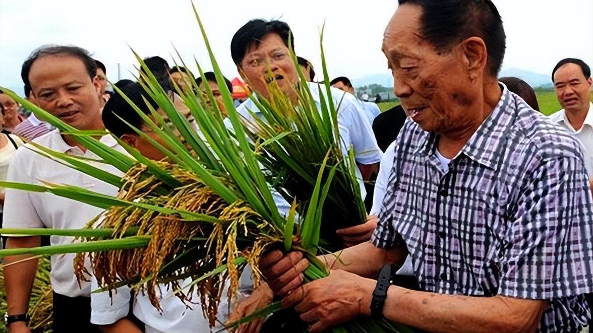 专家脚踩地毯下玉米地“鞋不带泥”，农科院辟谣遭网友质疑