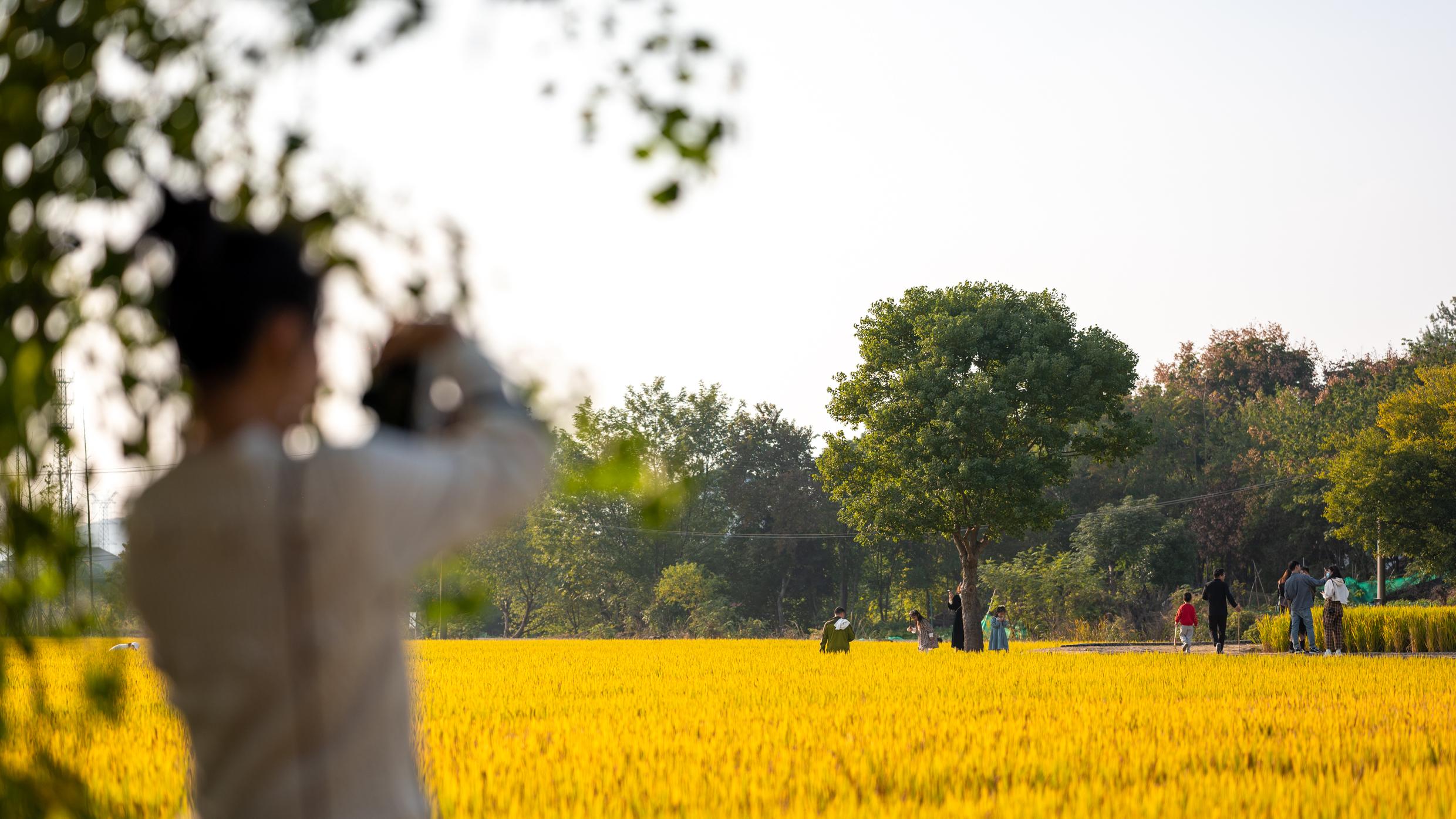 南京|南京有一片“网红稻田”，藏在千年古村里，景色美若世外桃源