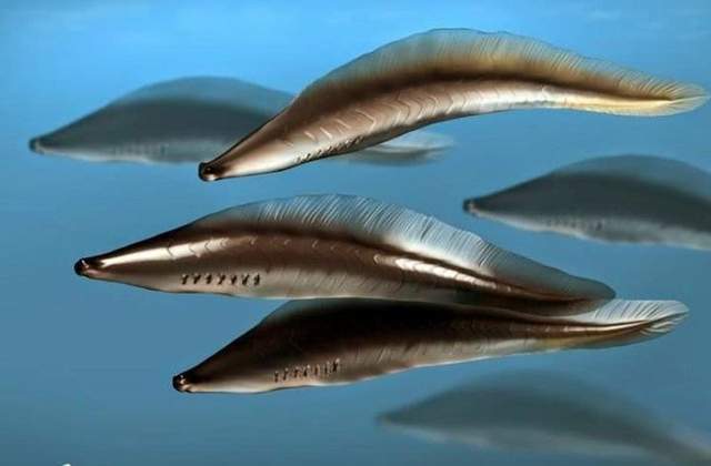人类中耳由鱼鳃进化而来被石锤，还有哪些器官是鱼鳃进化来的？