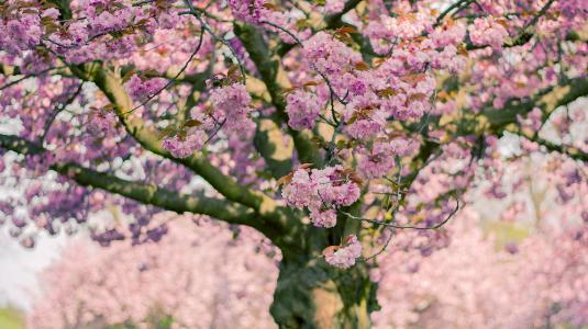 张家界|有些人，明明一直很努力，但抵不过现实