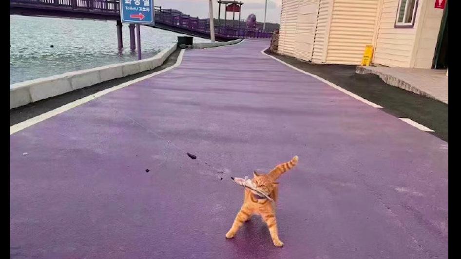 橘猫|网友刚钓上来一条鱼，橘猫就冲上去抢走了，猫：截胡我最在行！