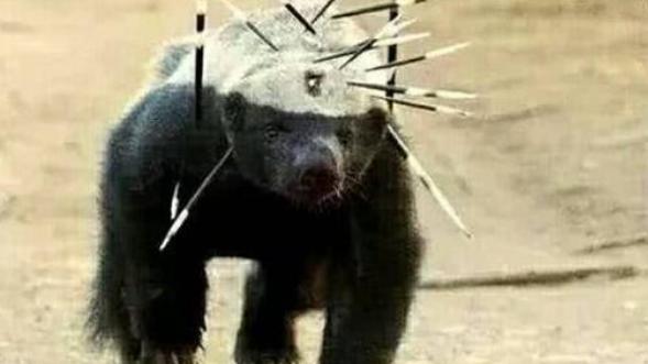 非洲毒蛇可怕？戏耍黑曼巴、生撕巨蟒，看看它们的天敌有多强？