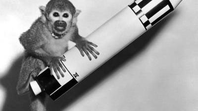 太空飞行的先驱，是为人类梦想奉献的猴子家族，它们后来怎样了？