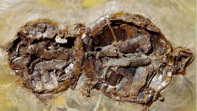 最惨的远古生物，胸脊鲨在交配中变成化石，3.2亿年后仍被人围观
