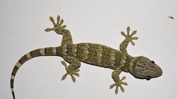 动物界几种奇葩睡觉方式！有诡异！有可爱