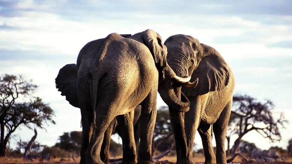 大象的肉量是猪10倍，为什么人类不圈养大象？难道象肉很难吃吗？