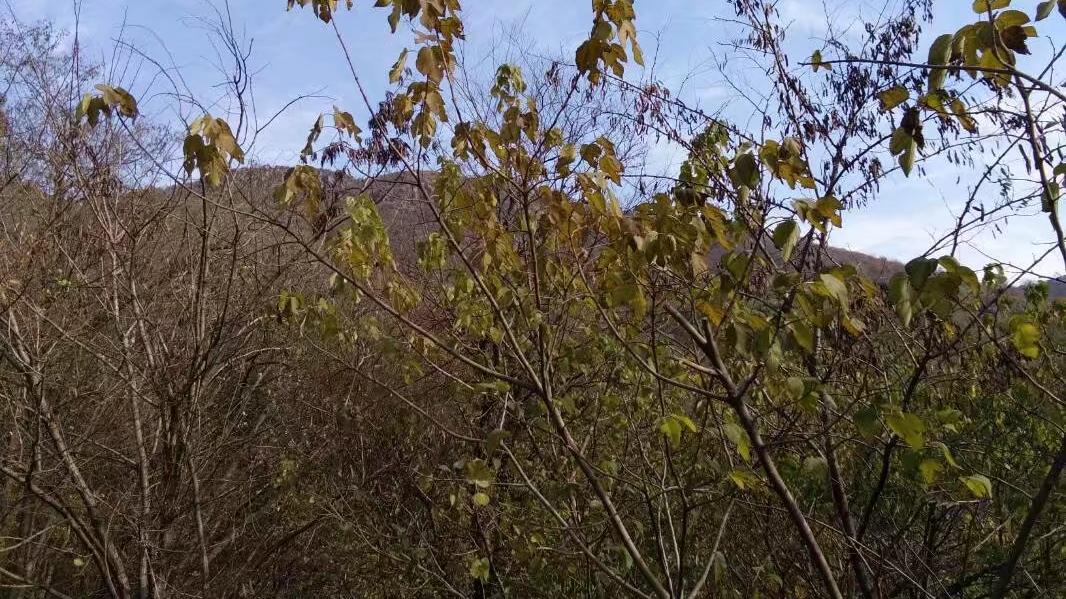 故事：19岁男子在山上昏倒，25岁女子将他救回家，两人生下孩子