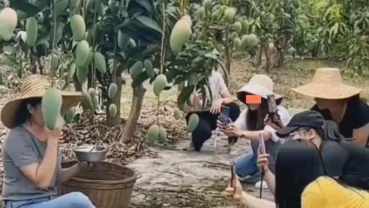 嫂子来芒果地，兄弟姐妹们觉得稀奇，趴在她面前给她拍照
