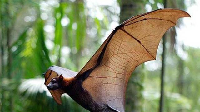 为什么蝙蝠那么“毒”？科学家：可能是为了飞行做出的主动选择
