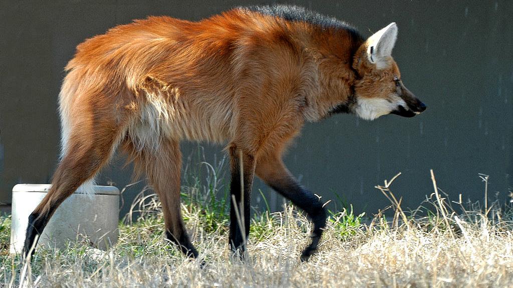 狐狸和鹿杂交生下奇怪物种？世界上最高的犬科动物，鬃狼却不是狼