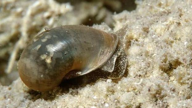 全世界“杀人”最多的5种动物，这个排名让人很意外