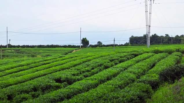 武汉|在武汉郊区这座茶场体验采茶乐趣，鸟瞰村庄和乡道，尽是清香缭绕