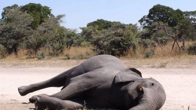 象牙为什么不能从老死的大象身上取？后果有多严重，你想过吗？