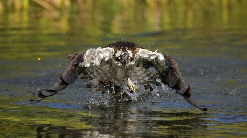 为什么鱼鹰在空中抓到的鱼经常是倒挂的？