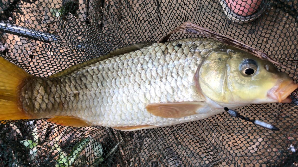 |钓鱼不打窝, 钓到也不多, 王者之战复赛可以全程打窝, 你还不打窝料?