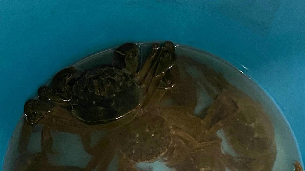 上海市|河道大闸蟹泛滥？上海钓友河道夜钓，钓起许多大闸蟹来