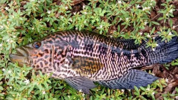 饵料|广东钓友野河钓到怪鱼, 酷似罗非没敢吃, 网友: 浪费\花老虎\的美味