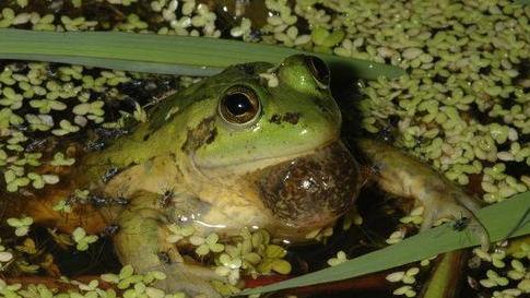 还记得体长25厘米的巨大蝌蚪吗？长成青蛙后，如今怎么样了？