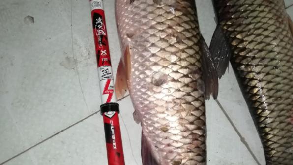 |针对新手，钓鱼要注意什么？你搞断了多少竿稍才脱离新手阶段？