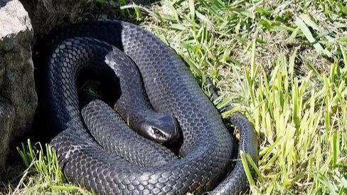 像眼镜王蛇一样粗壮，同黑王蛇一般炫酷，世界十大毒蛇——黑虎蛇