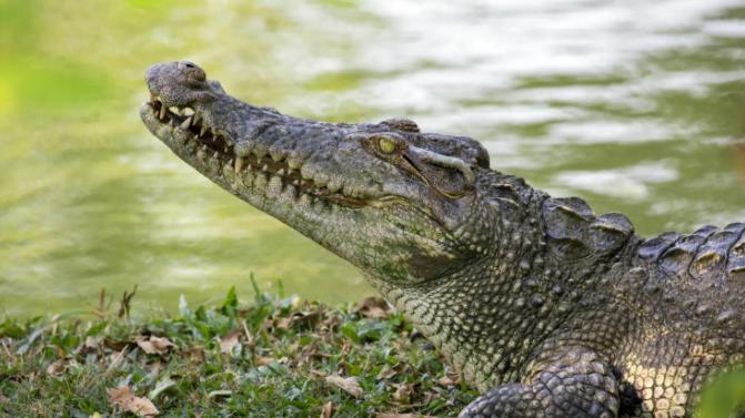 成都|到泰国或旅游的人，差不多都要去看一看著名的北榄鳄鱼湖