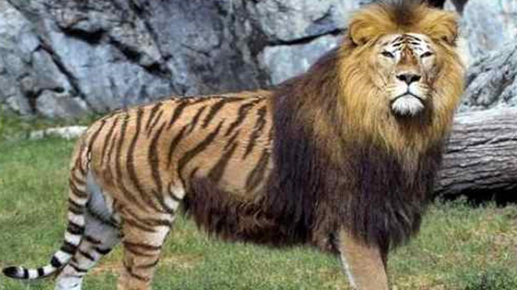 盘点所有猫科动物的杂交品种，你不会只知道狮虎兽吧？