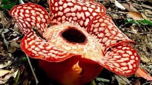 世界最重的花，有着“世界花王”之称，却被称食人花！