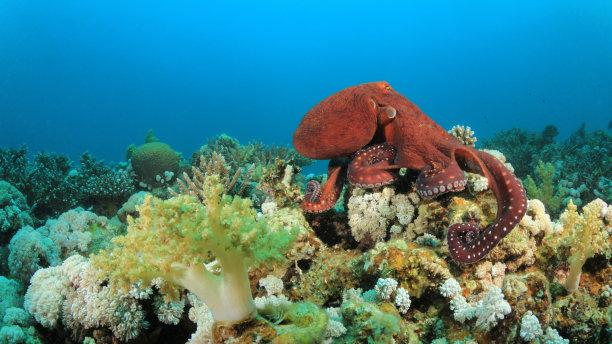 鱼类的分类基础原因