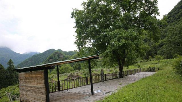 80后男子流转80亩撂荒坡地，投80万元打造高山猕猴桃采摘园