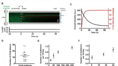 Nucleic Acids Res | 上海科技大学孙博团队揭示ParB蛋白随机多聚化调控DNA组装机制