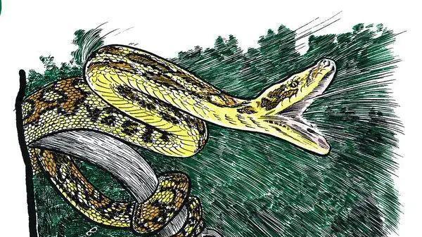 麦田里出现3米多长的蛇皮，到底是什么蛇如此的长？