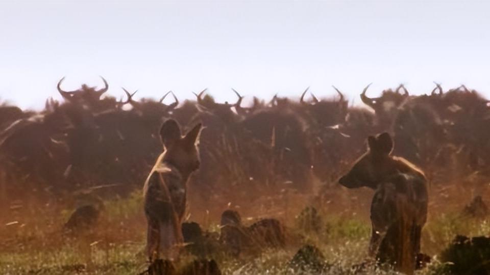 非洲野犬家族围捕角马的真实场景，这团队协作能力，比狼还强！