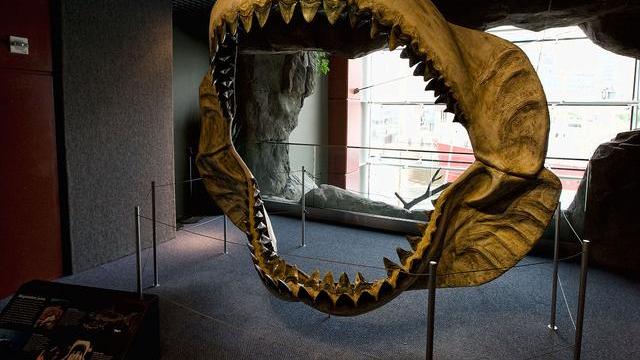 巨齿鲨究竟是什么样的鲨鱼？为什么那么强大却还是灭绝了？